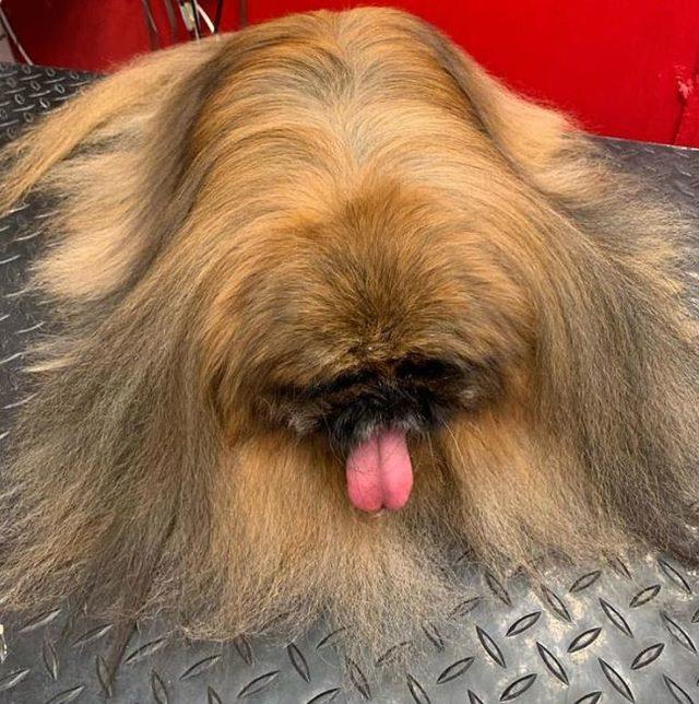 Dikkat gerçektir! En komik hayvan fotoğrafları 11