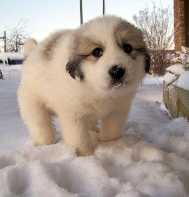 Dikkat gerçektir! En komik hayvan fotoğrafları 13