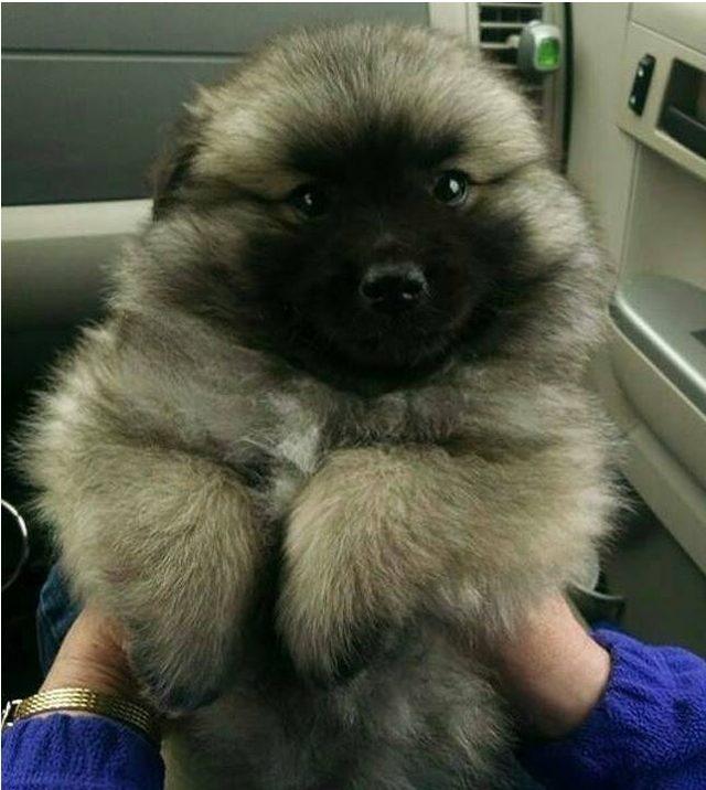 Dikkat gerçektir! En komik hayvan fotoğrafları 14