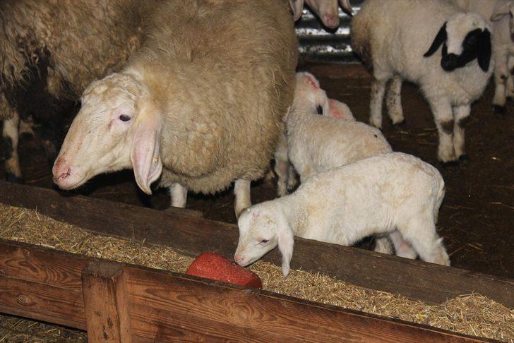 Metropolden sıkılıp çocukluk hayalini köyünde gerçekleştirdi G4