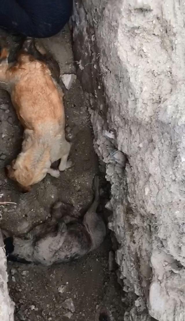 Burdur'da çukurlardaki kedi ve köpek ölüleri için suç duyurusu ve soruşturma