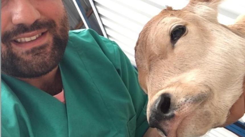 Çankırı Belediyesi’nden buzağının hayatını kurtaran operasyon