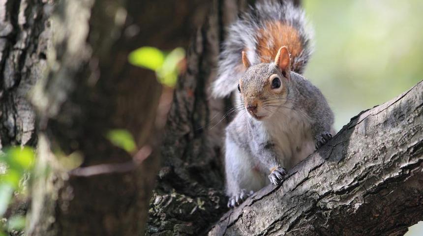 Sincabı öldürmek isterken canından oldu