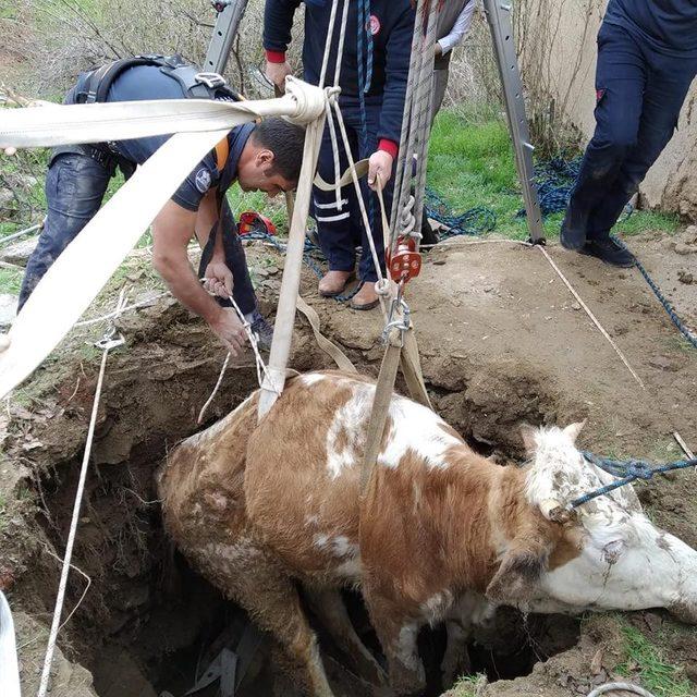 Kuyuya düşen inek, itfaiye ekipleri tarafından kurtarıldı