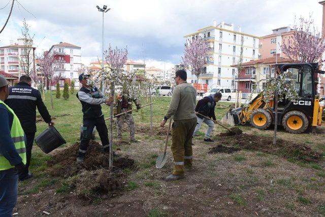 Belediye Başkanı Aşgın, “Yeşil bir Çorum için çalışıyoruz”