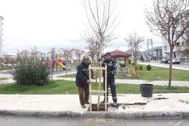 Belediye Başkanı Aşgın, “Yeşil bir Çorum için çalışıyoruz”