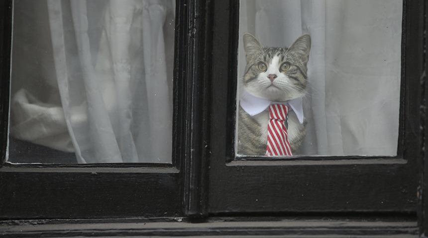 Kendi tutuklandı geriye kedisi kaldı!