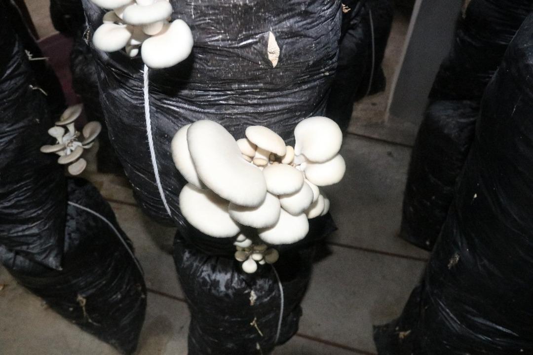 Hizanlı &ccedil;ift devlet desteğiyle istiridye mantarı yetiştiriyor