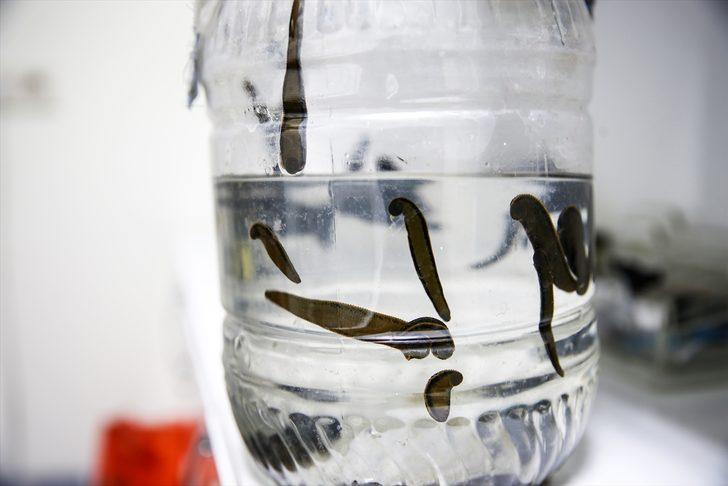 Sülüklerin nesli tükenme tehlikesiyle karşı karşıya G5