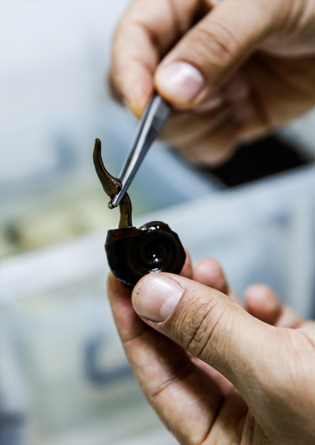 S&uuml;l&uuml;klerin nesli t&uuml;kenme tehlikesiyle karşı karşıya