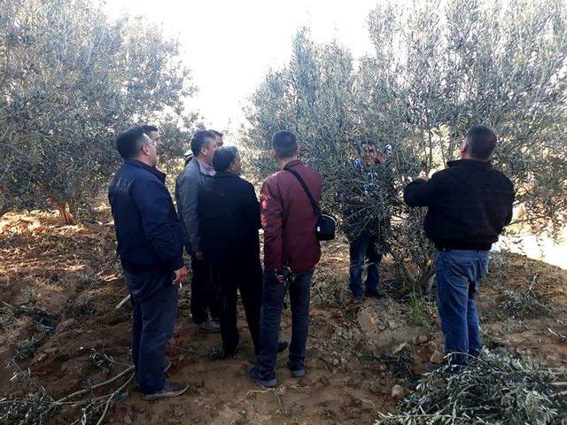 Zeytin ağacı budamasını uzmanından öğreniyorlar