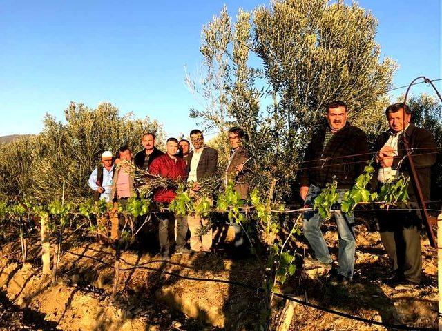 Zeytin ağacı budamasını uzmanından öğreniyorlar