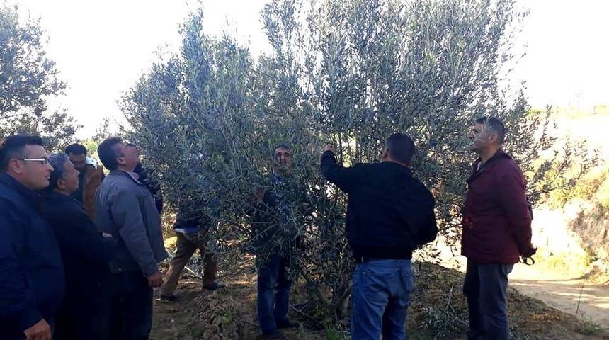 Zeytin ağacı budamasını uzmanından öğreniyorlar