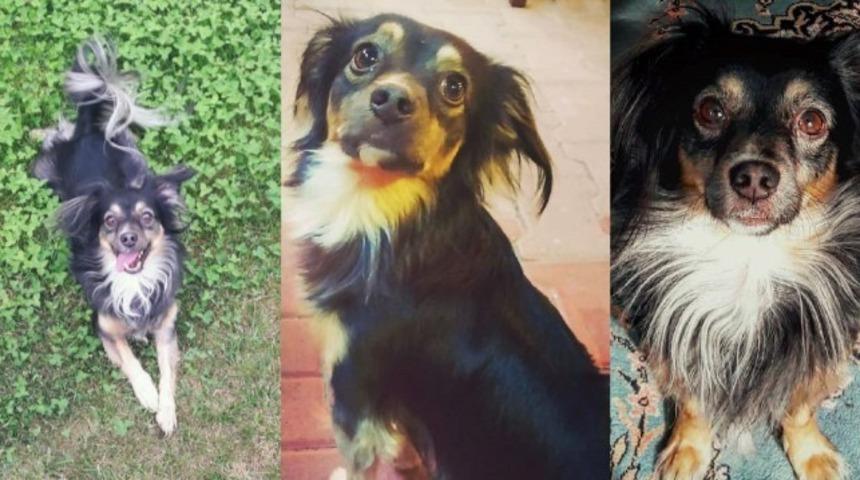 Halk otob&uuml;s&uuml; ile gezintiye &ccedil;ıkan yaramaz k&ouml;pek Duman bulundu