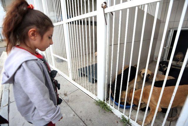 Başkan Yaşar’dan Batıkent’te öldürülen köpeklerle ilgili açıklama