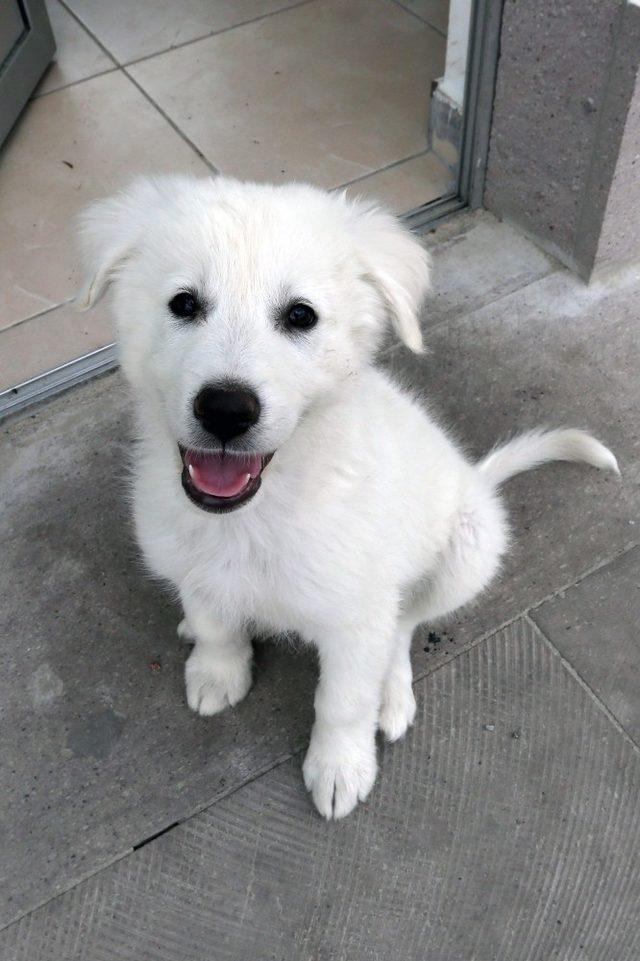 Başkan Yaşar’dan Batıkent’te öldürülen köpeklerle ilgili açıklama