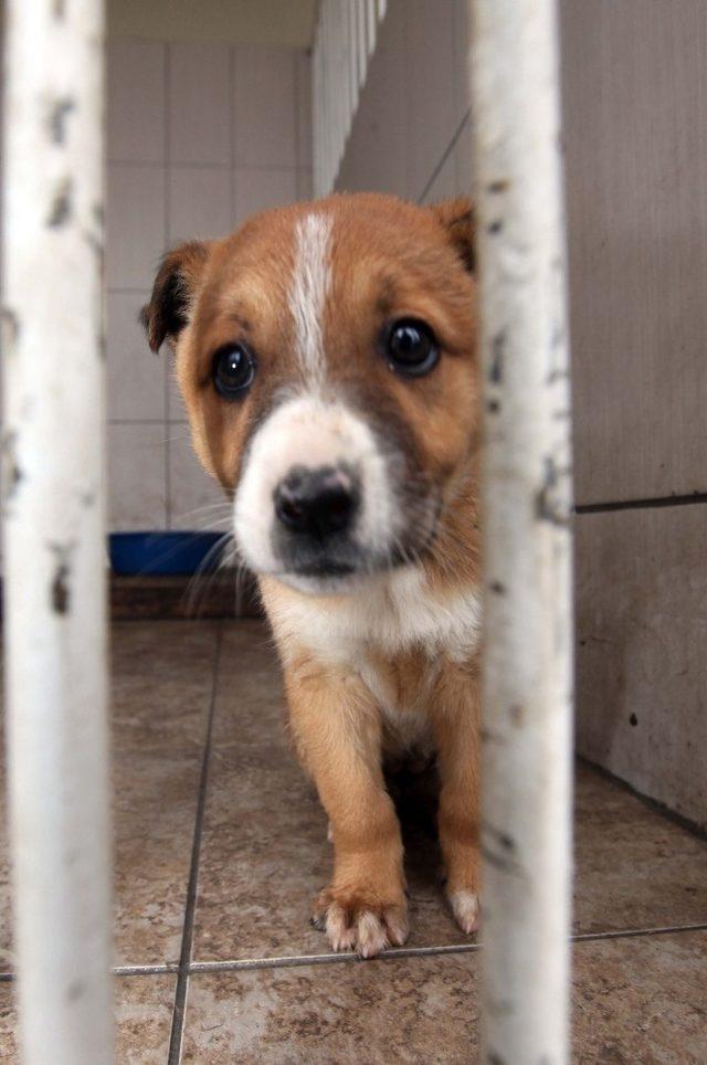 Başkan Yaşar’dan Batıkent’te öldürülen köpeklerle ilgili açıklama