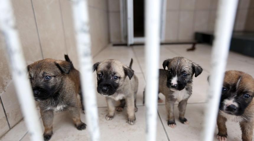 Başkan Yaşar’dan Batıkent’te öldürülen köpeklerle ilgili açıklama