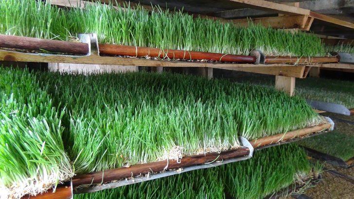 Odada ürettiği yemle, hayvanların süt verimini iki katına çıkardı G2