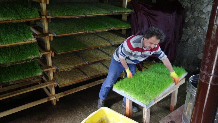 Odada ürettiği yemle, hayvanların süt verimini iki katına çıkardı G3