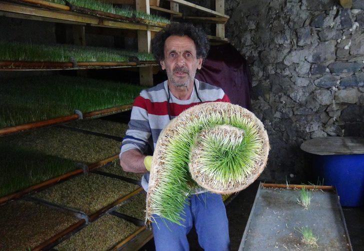 Odada ürettiği yemle, hayvanların süt verimini iki katına çıkardı G4