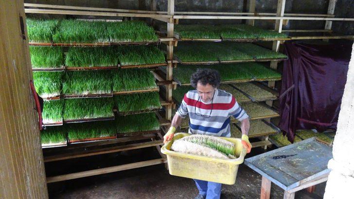 Odada ürettiği yemle, hayvanların süt verimini iki katına çıkardı G5