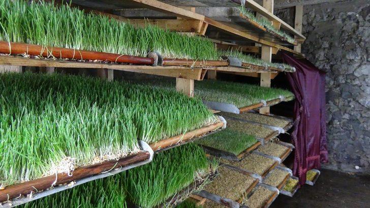 Odada ürettiği yemle, hayvanların süt verimini iki katına çıkardı G1