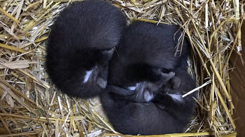 Sırtlan zannedilen yavrular sansar &ccedil;ıktı