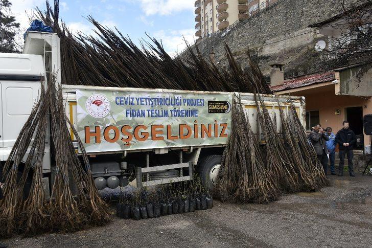 Gümüşhane’de üreticilere 36 bin adet ceviz fidanı daha dağıtıldı G2