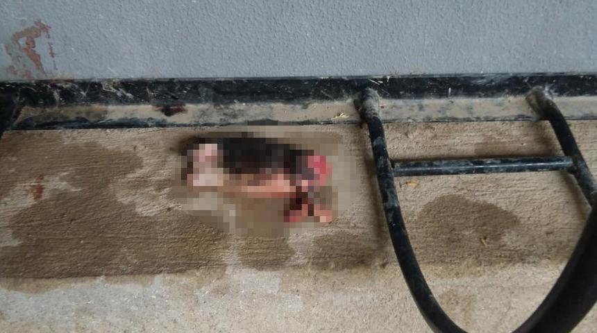 İzmir'de vahşet! 5 günlük kedileri, başlarını ve patilerini keserek öldürdüler  