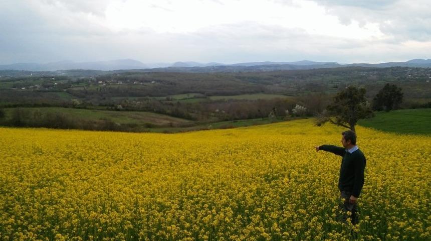 Sinop’ta ’lenox’ bitkisi üretilmeye başlandı