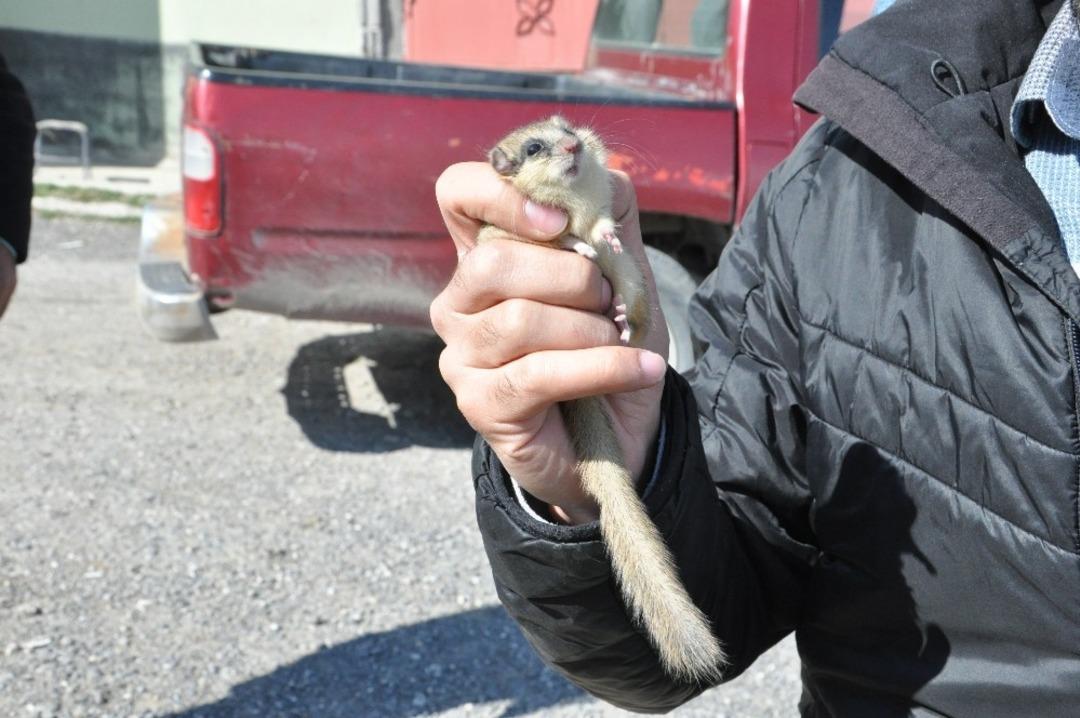 (&Ouml;zel) Bitkin bulunan ağa&ccedil; yediuyuru tedavi altına alındı