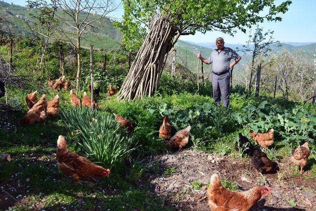 Torunları için tavuk besliyor