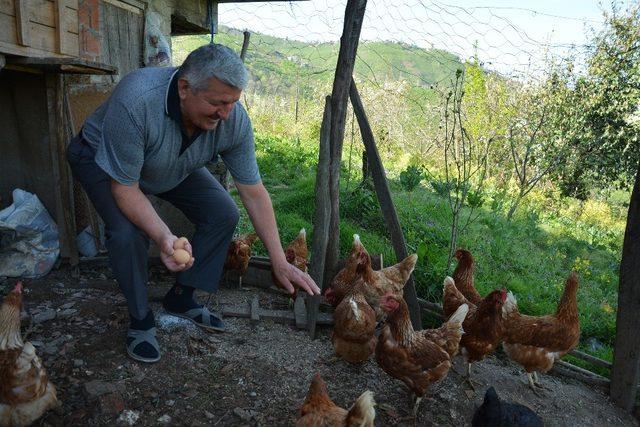 Torunları için tavuk besliyor