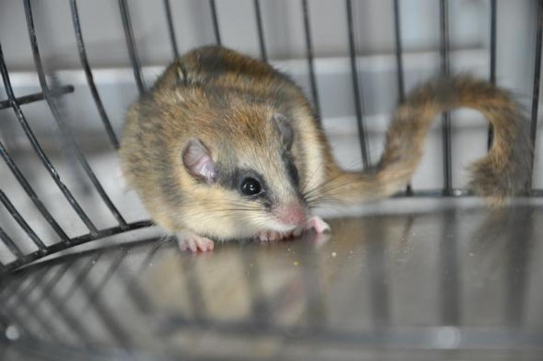 Hakkari'de k&ouml;yl&uuml;ler buldu!