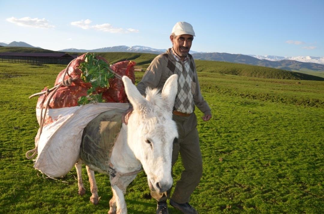 Gen&ccedil; kızlar, &ccedil;eyizlerini G&uuml;lbahar bitkisi toplayarak hazırlıyor