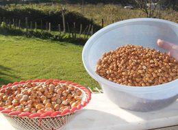 FINDIK FİYATLARI 2023: TMO fındık fiyatları ne kadar, kaç TL oldu? İl il en düşük, en yüksek fiyatlar!