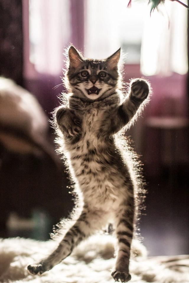 funny-dancing-cats-1-5bd31efa20ee9__700