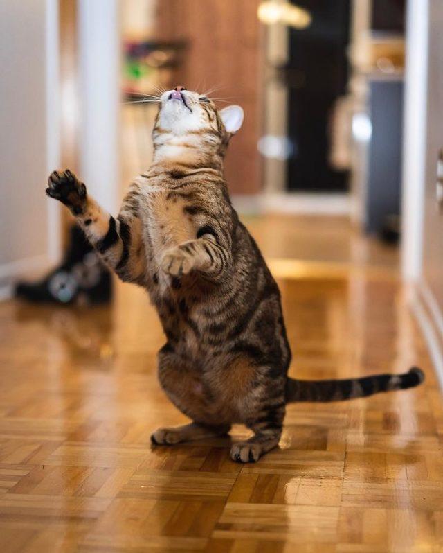 funny-dancing-cats-5bb77737c9a93__700