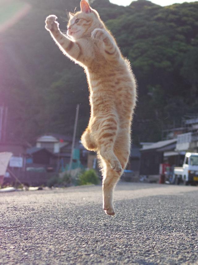 funny-dancing-cats-9-5be4200c7b94d__700