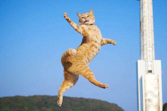 funny-dancing-cats-105-5bf0918fa0284__700