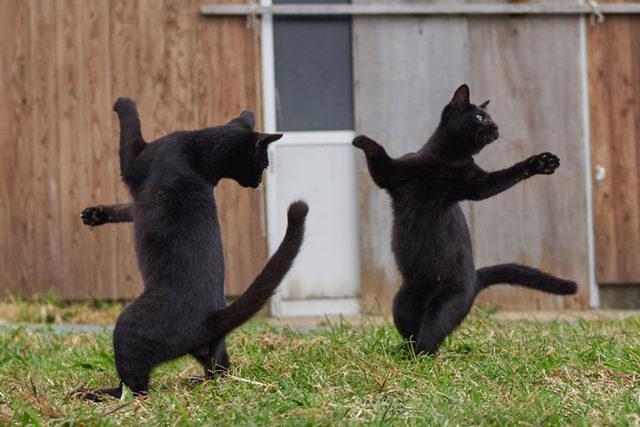 funny-dancing-cats-106-5bf09277305cd__700