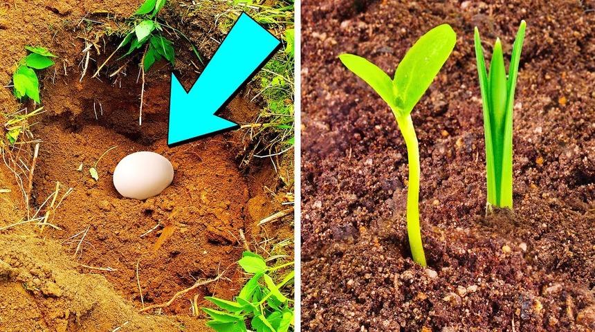 Saksının dibine yumurta koydu! 6 hafta sonra bakın ne oldu