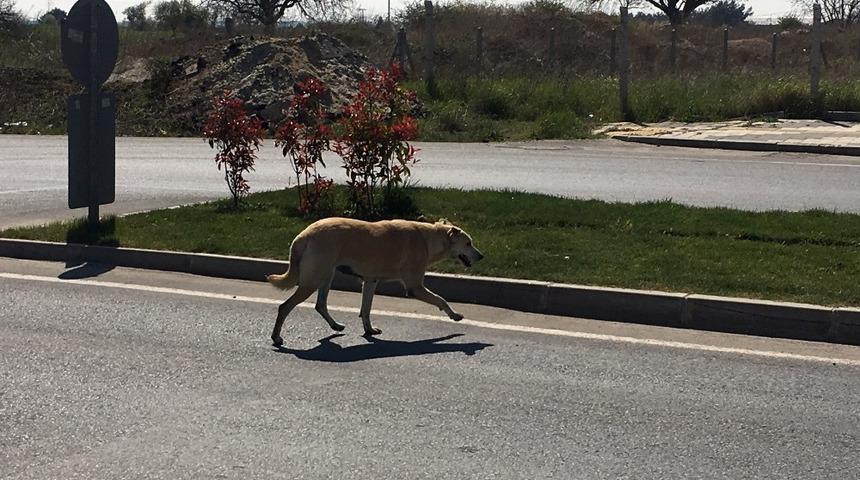 Kanserli Karaburun sağlığına kavuştu