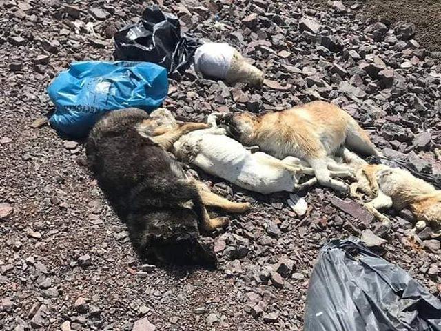 Ankara’da yine köpek katliamı