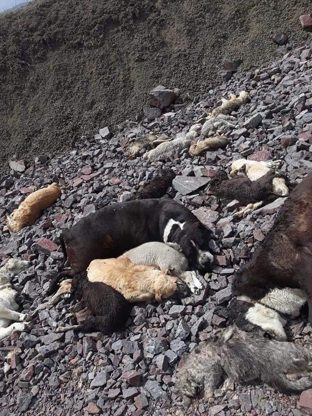 Ankara’da yine köpek katliamı