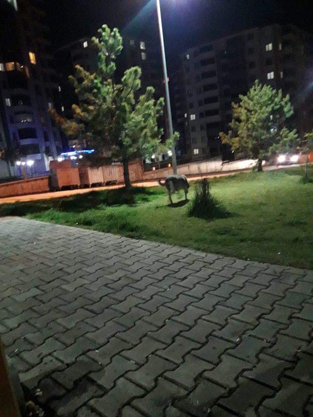 Karabük'te kent merkezine kurt indi