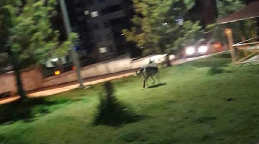 Şehir merkezine indi, yetkililer uyardı! B&uuml;y&uuml;k panik