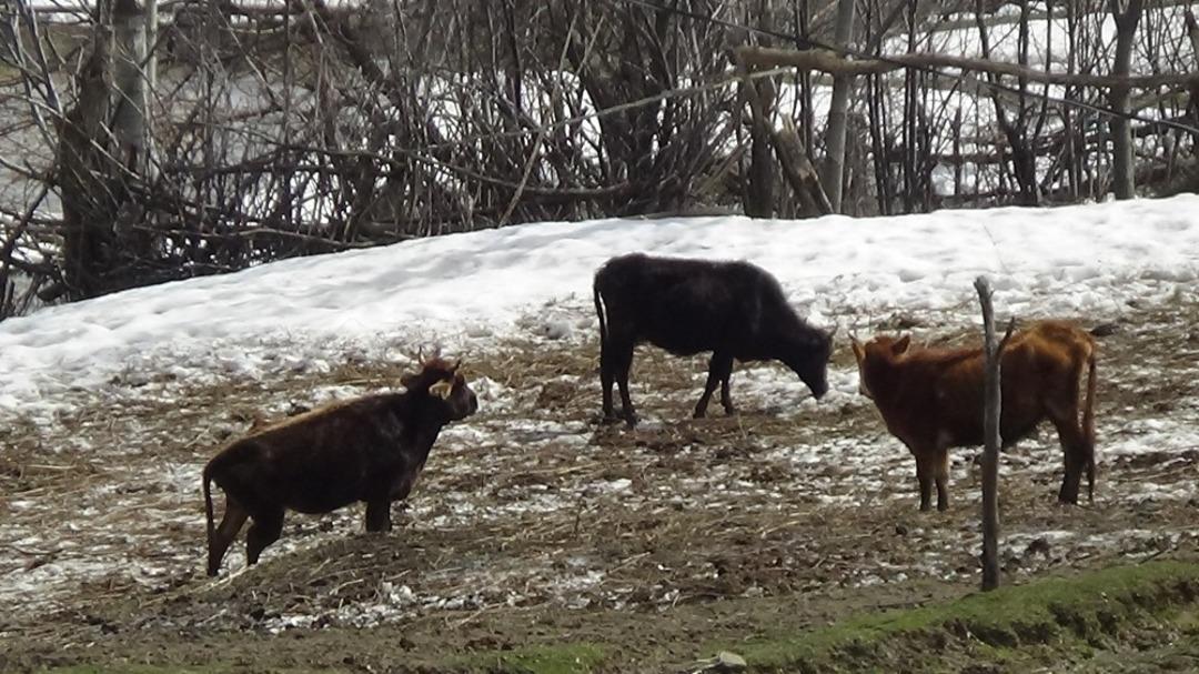 Dağ k&ouml;yleri kar hapsinde