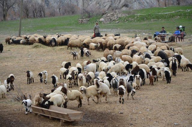 (Özel) Hakkari’deki besiciler zor durumda